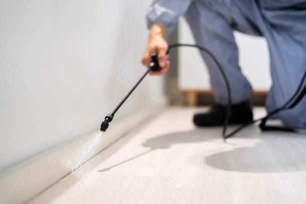 Licensed Wasp Removal service in Pembroke, NC - Show Me Pest Control